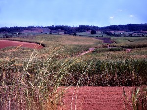Sugar Cane Fields 