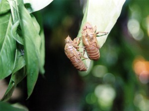 Cicada  (skins)